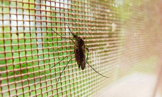 Các phương pháp khống chế muỗi