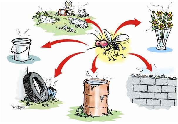 Những nơi sinh trưởng và phát triển của muỗi thường gặp