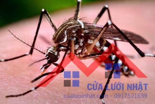 Bật mí 12 cách đuổi muỗi hiệu quả bạn nên áp dụng ngay