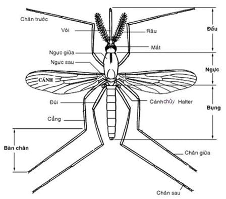 Cấu tạo của con muỗi