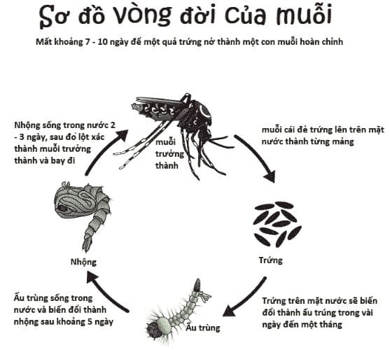 Chu kỳ vòng đời của muỗi