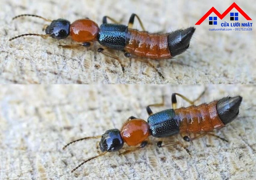 Kiến ba khoang là một loại bọ cánh cứng có tên khoa học là Paederus fuscipes (tên tiếng Anh là rove beetles)