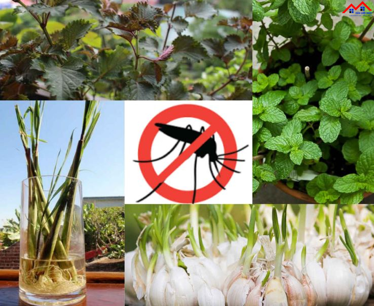 Cây đuổi muỗi như sả, bạc hà, oải hương